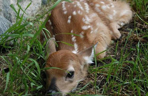 Wild Bills Cabin - Foto 27