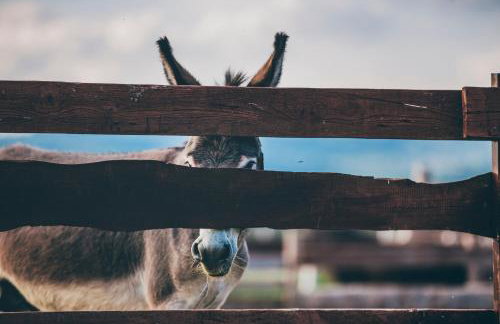 Agroturystyka Nad Łąkami - Foto 11