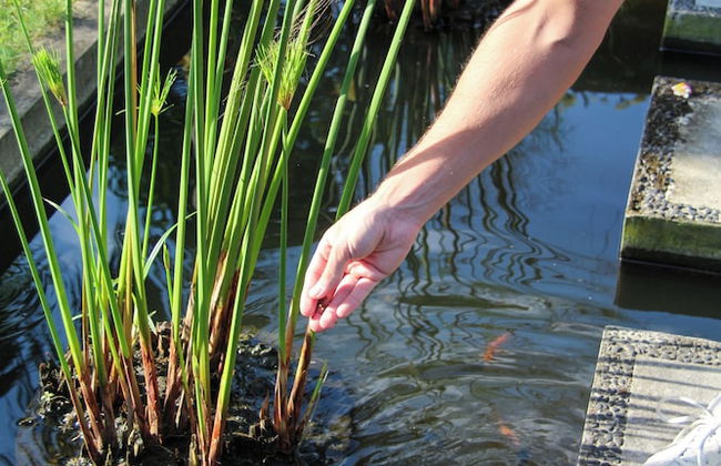 Bali Hai Island Resort - Foto 68