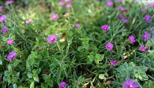 San Nanni House - Foto 5, Garden