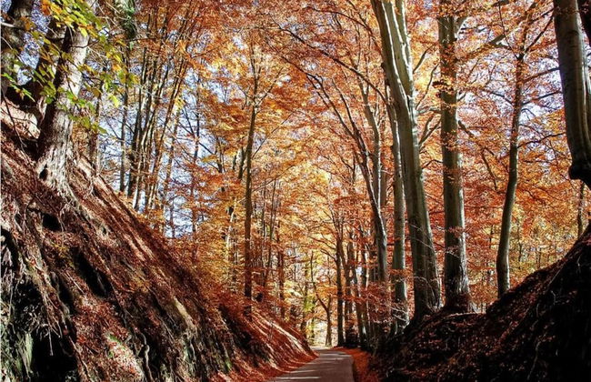 Robertville Lakeview Escape - Photo 33