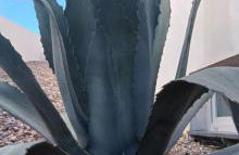 Mycelio Atlantic Residence with Atlantic View - Foto 12