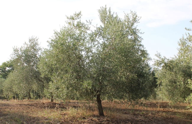 Agriturismo I Casamenti - Photo 35