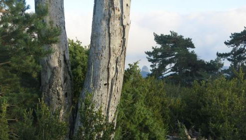 La Caseta del Port - Photo 4