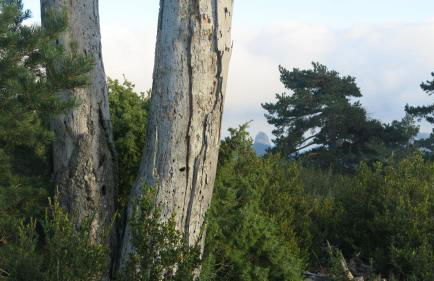 La Caseta del Port - Foto 4