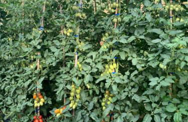 Agriturismo Cerquatonda - Foto 33