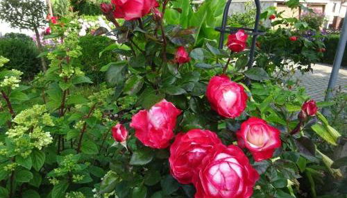 Holiday apartment with 2 bedrooms - Foto 5, Other