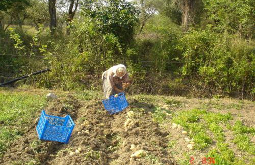 Aroggia Farm - Foto 26