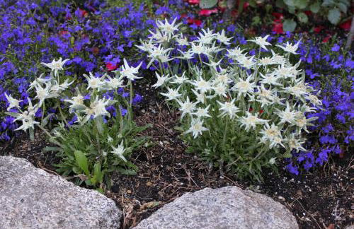 Casa Lilly - Foto 27