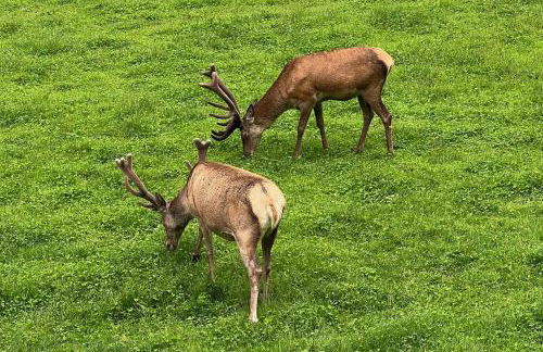 Chalet Erika: che vista! - Foto 24