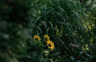 Przystanek Zielnik - Foto 13