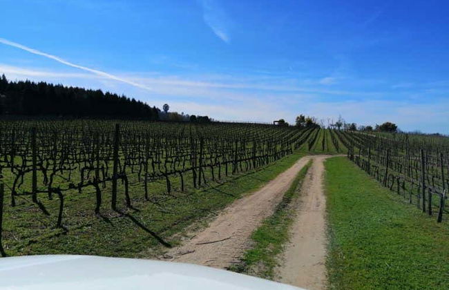 Dão Region Wine Tour - Photo 6