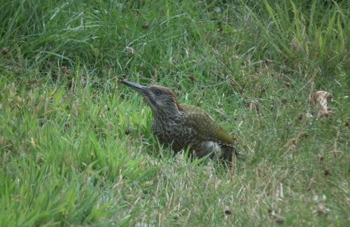Ferienwohnung "Landblick" - Foto 22