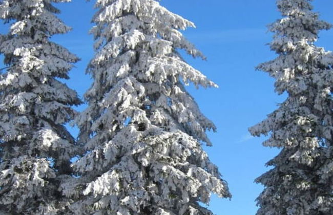 Holiday Apartment Seimbergblick - Foto 15