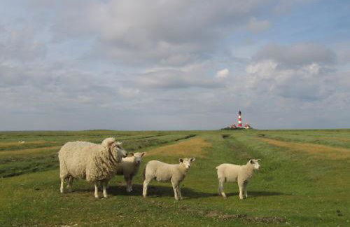 Ferienkate Kap Eiderstedt - Foto 13