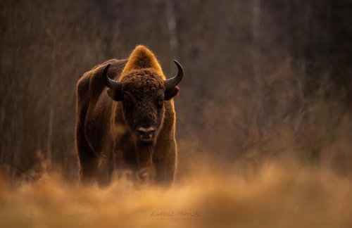 Groszkówka - Foto 20