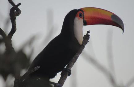 Chácara Recanto Vista Verde - 20 minutos do Plano Piloto - Foto 58