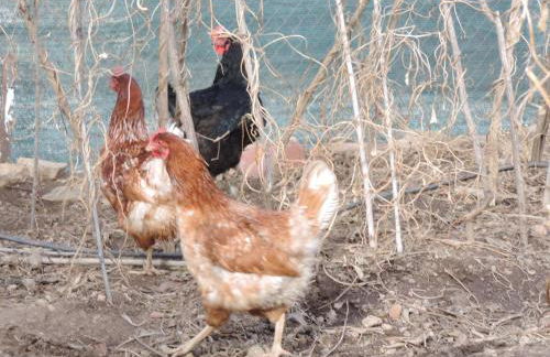 Los Aladros - Foto 6