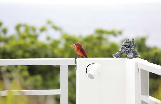 Blue Ocean Resort - Foto 39