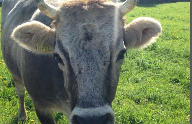 Rothenbach - Foto 23