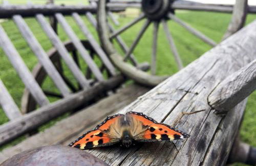 Hof am Horn - Fewos in der Natur - Foto 10