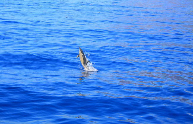 Whale & Dolphin Watching Cruise - Photo 4