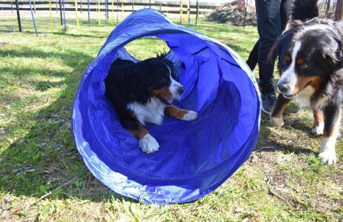 Ferienhaus Schäferhund - Photo 19