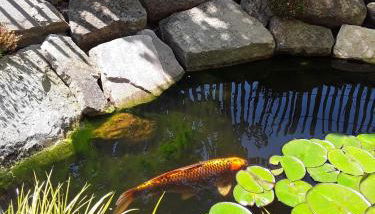 Haus am Vogelsang - Foto 5