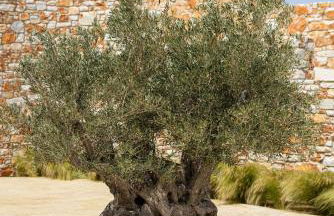 Akrotiri Estate Naxos - Private Hillside Estate - Foto 69