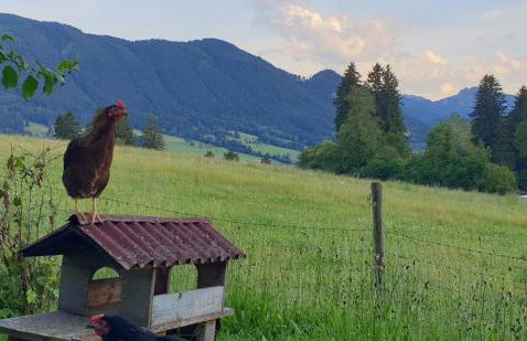 Ferienwohnung Sonnenblume - Photo 11