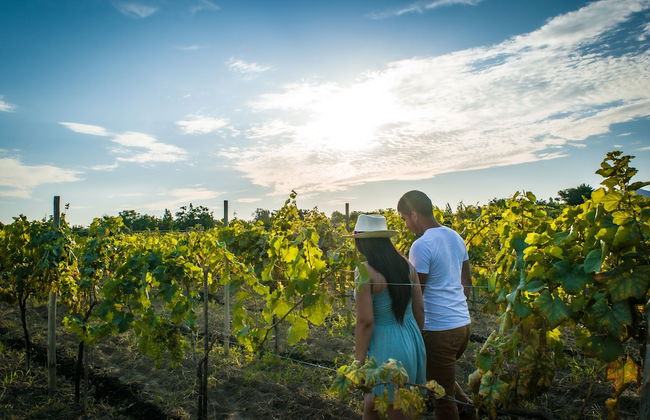 Glamping Toneles y ViƱedos - Photo 25