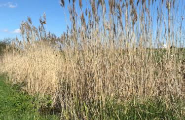 Rhön - Nestchen - Foto 20