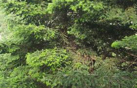 The log house in the village - Foto 7