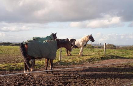 Fell Briggs Cottage - Foto 31