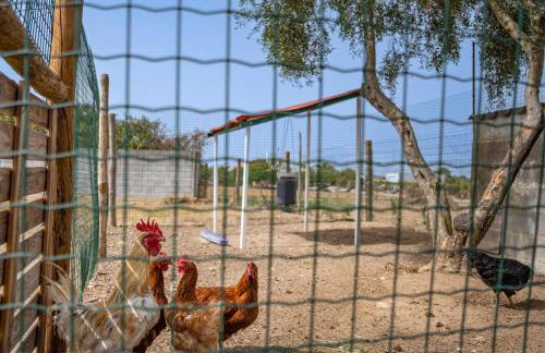 Quinta do Quartel - Foto 48