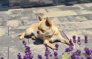 Domek nad Zalewem - Foto 13