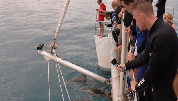 Croisière à la nage avec les dauphins sauvages à Adélaïde - Photo 5