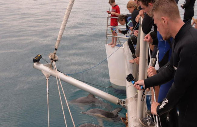 Croisière à la nage avec les dauphins sauvages à Adélaïde - Photo 5