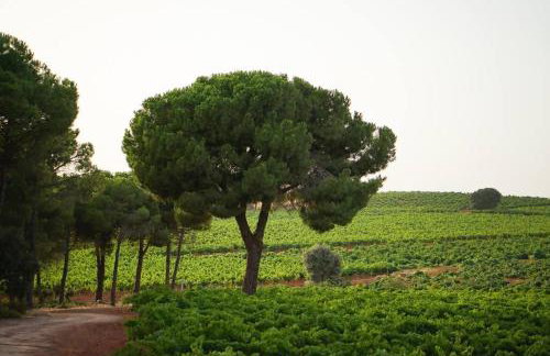 Casa Rural en Bodega. La posada de Vitis - Foto 31