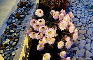 Villa Maginja - Photo 41