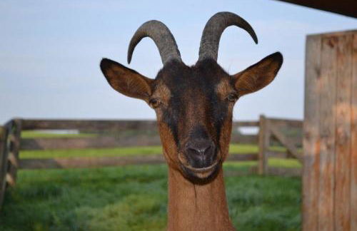 Paulhof am Chiemsee - Photo 8