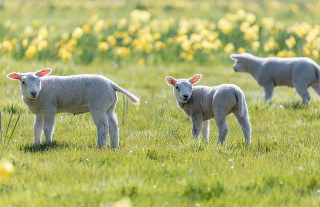 Spacious Bungalow with Dishwasher near Hunebedcentrum - Photo 13