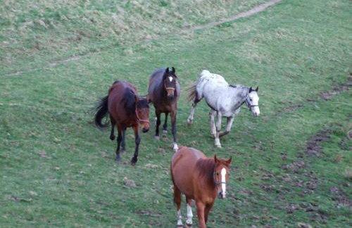 Agroturystyka Dolinka - Foto 35