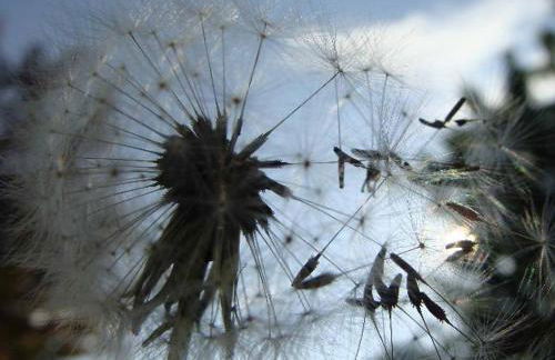 Appartementhaus Löwenzahn - Foto 22