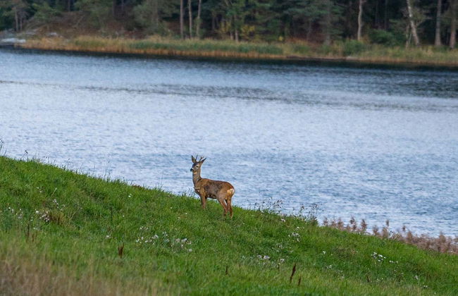 Stockholm Wildlife Safari - Foto 1