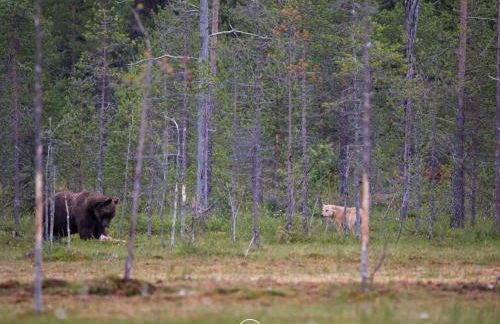 Waldklang - Refugio - Hund - Zaun - Smart - Foto 54
