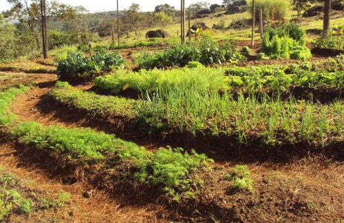 Sítio Terra Mãe - Foto 38