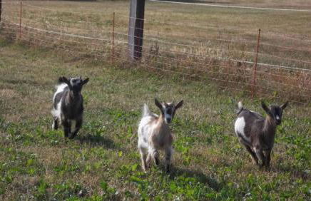 Gite Du Colombier - Foto 49