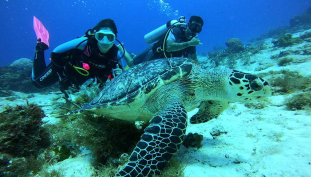 Scuba Diving in Cozumel - Foto 2