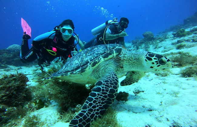 Scuba Diving in Cozumel - Foto 2